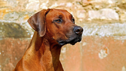 Bild zum Artikel: Schimmelspürhunde: Wertvolle Helfer – oder die Ursache falscher Alarme?